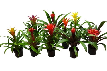 Bromeliad 12cm Group Variety Thumbnail2.jpg